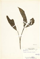 藏品(阿里山茵芋)的圖片